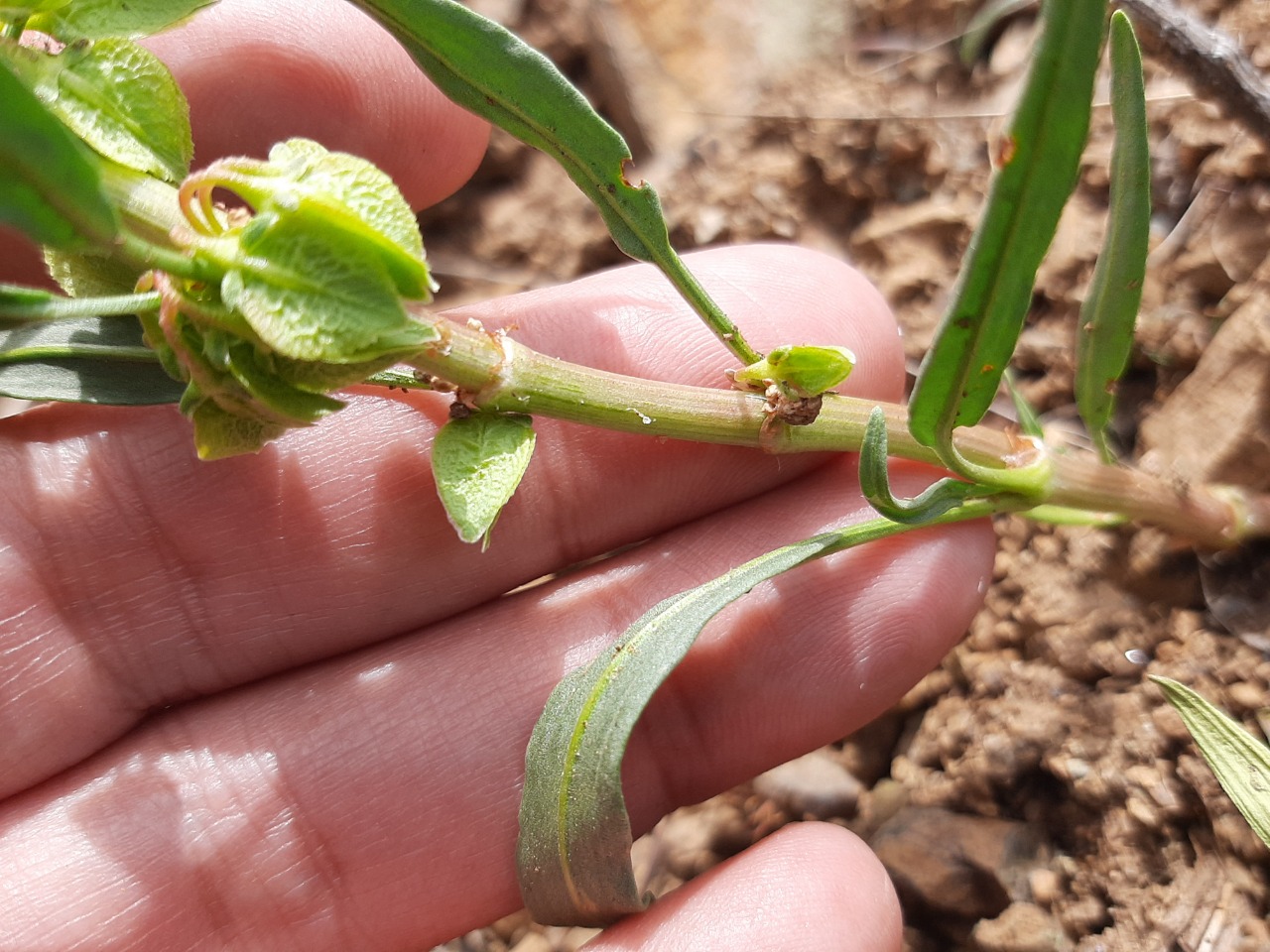 Rumex angustifolius