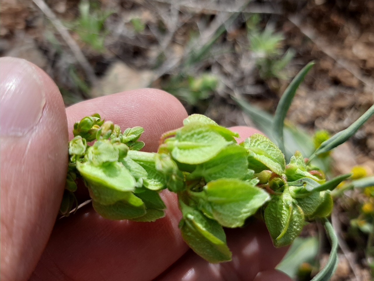 Rumex angustifolius