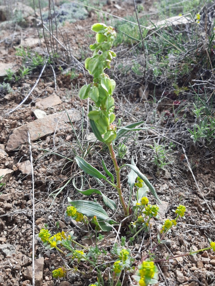 Rumex angustifolius