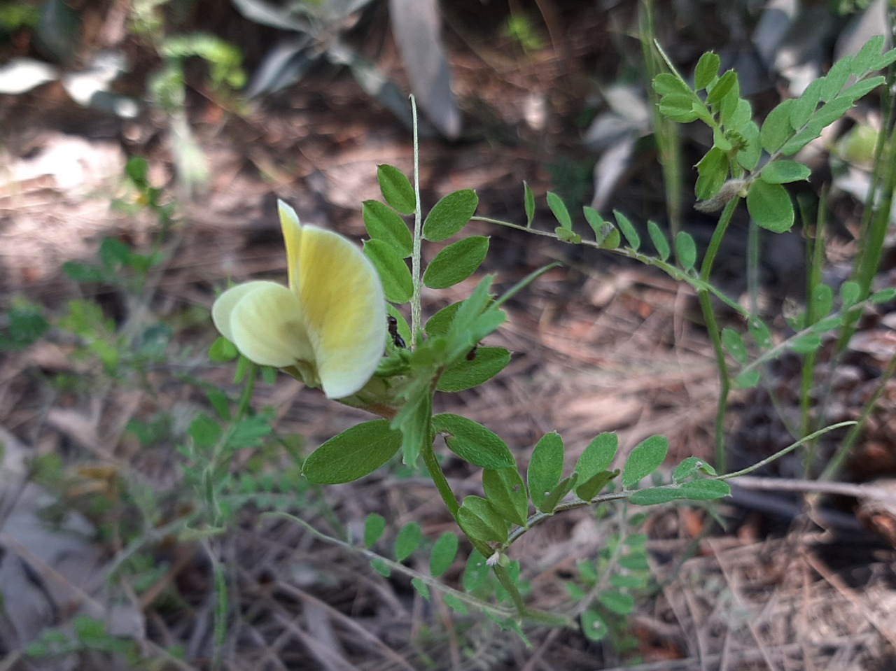 Vicia grandiflora