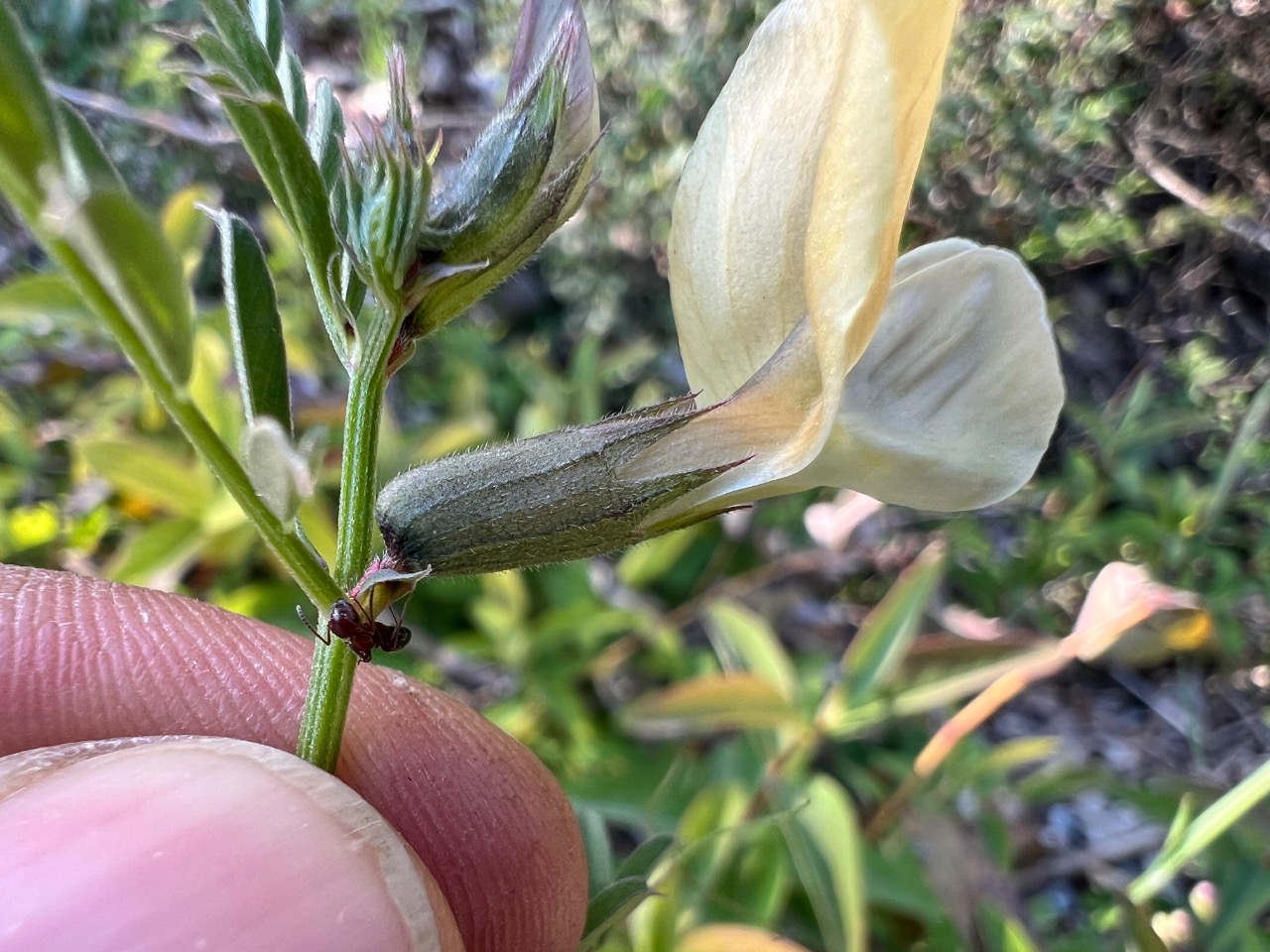 Vicia grandiflora