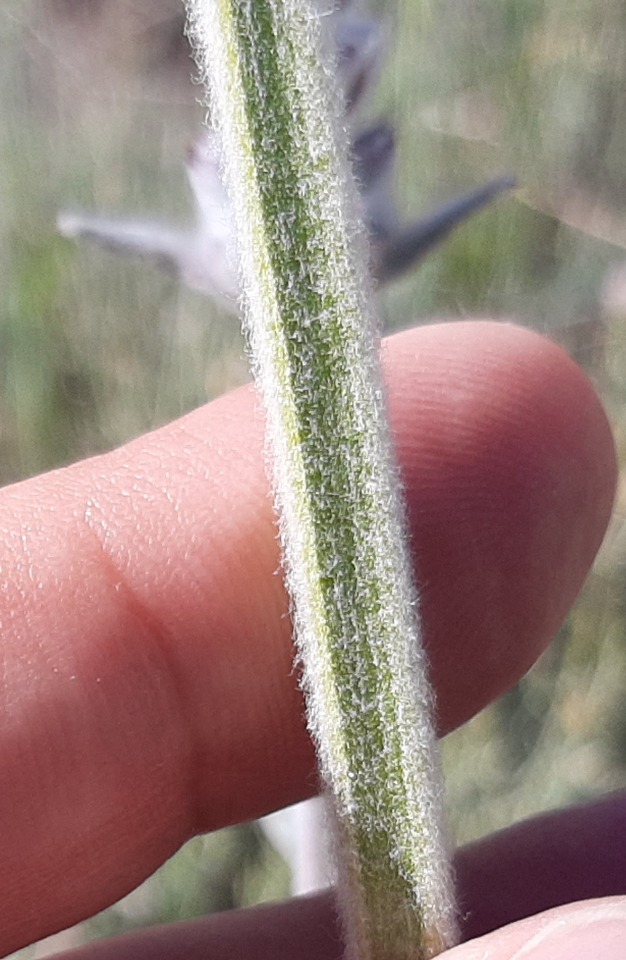 Stachys byzantina
