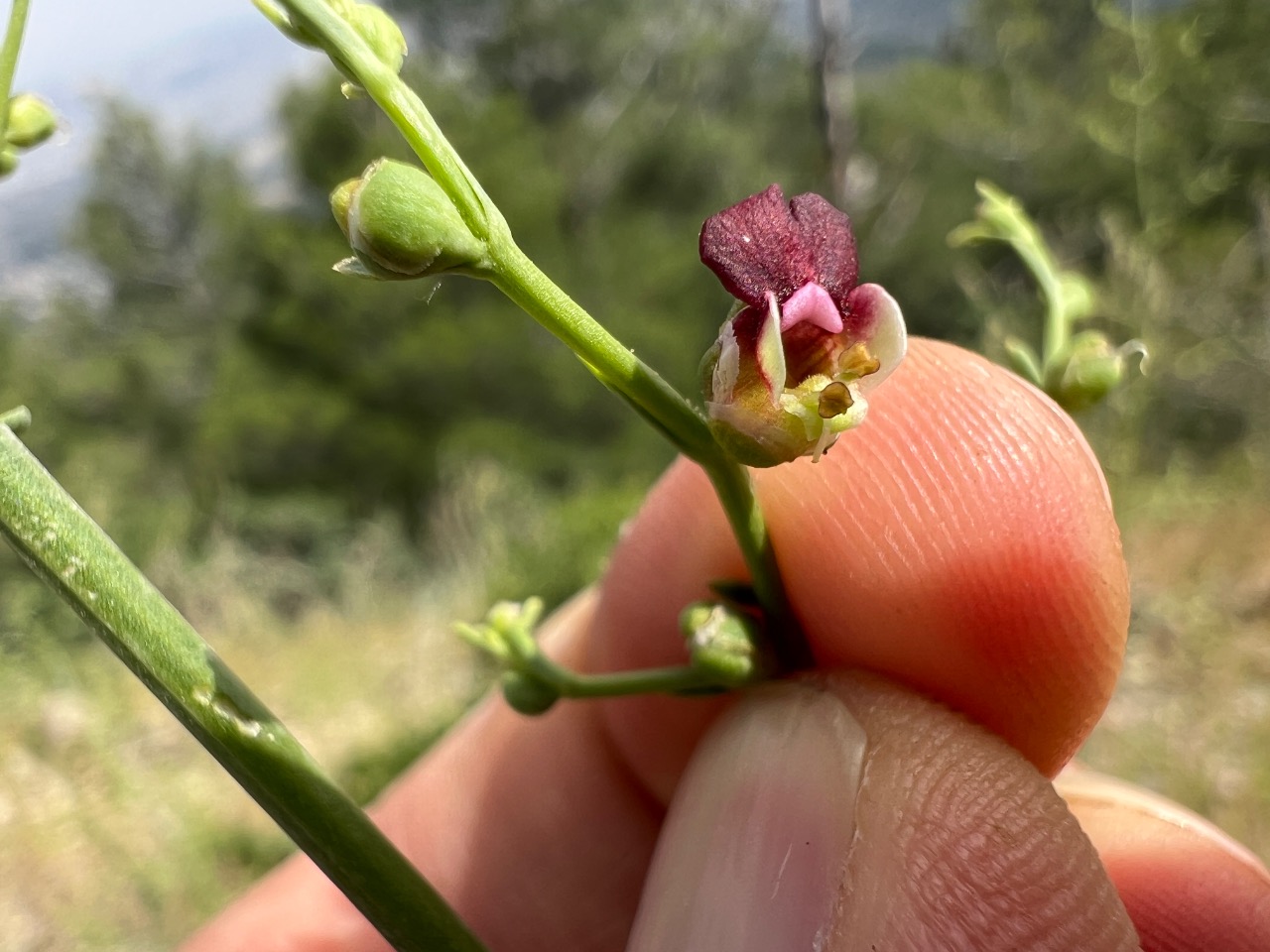 Scrophularia xanthoglossa