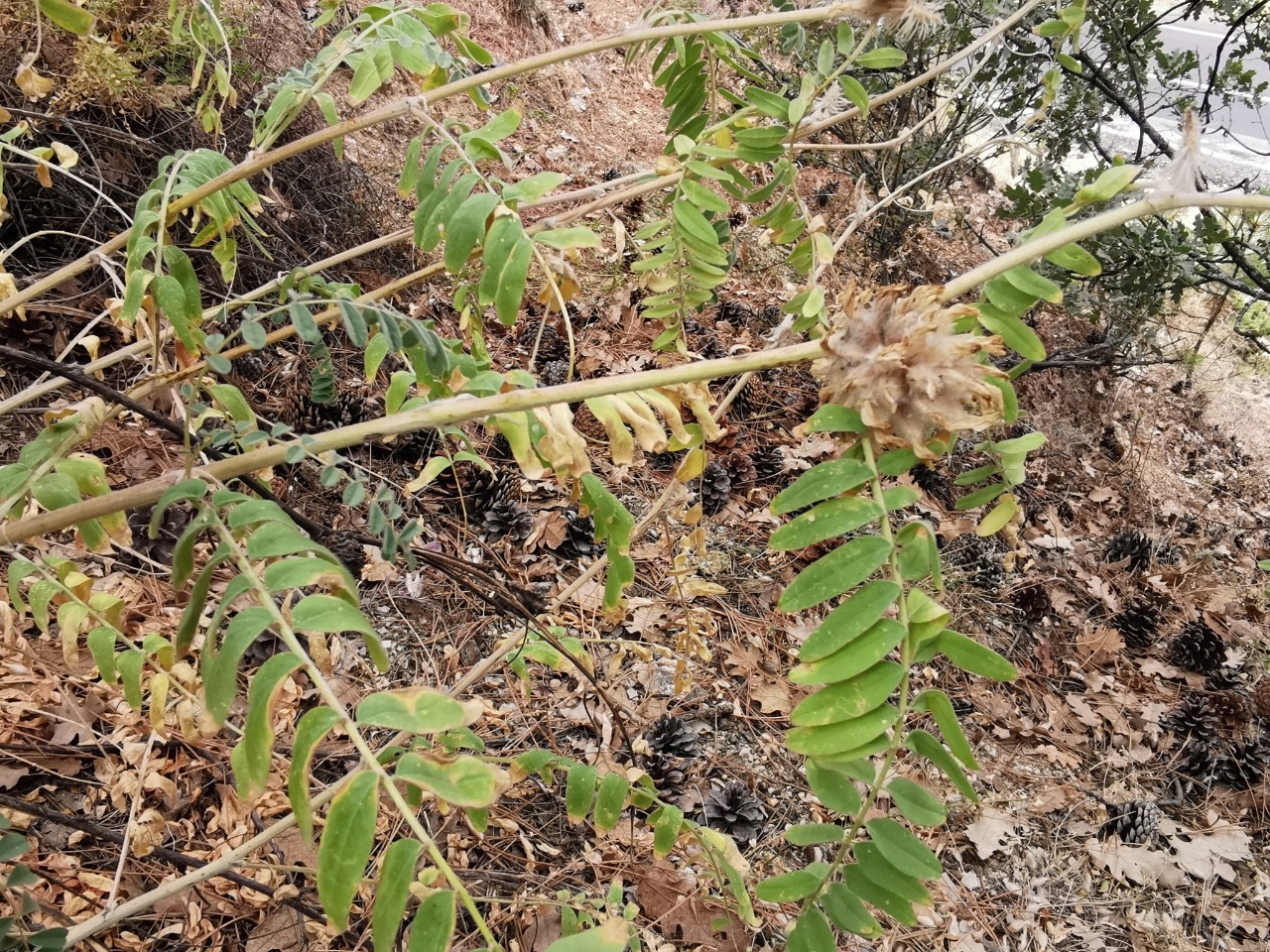 Astragalus panduratus