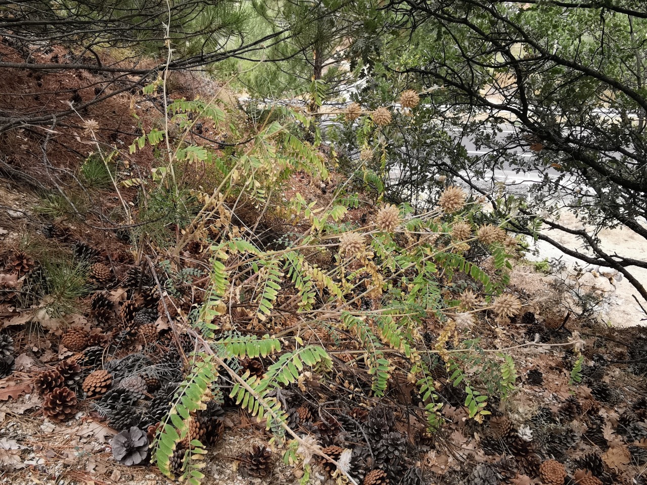 Astragalus panduratus