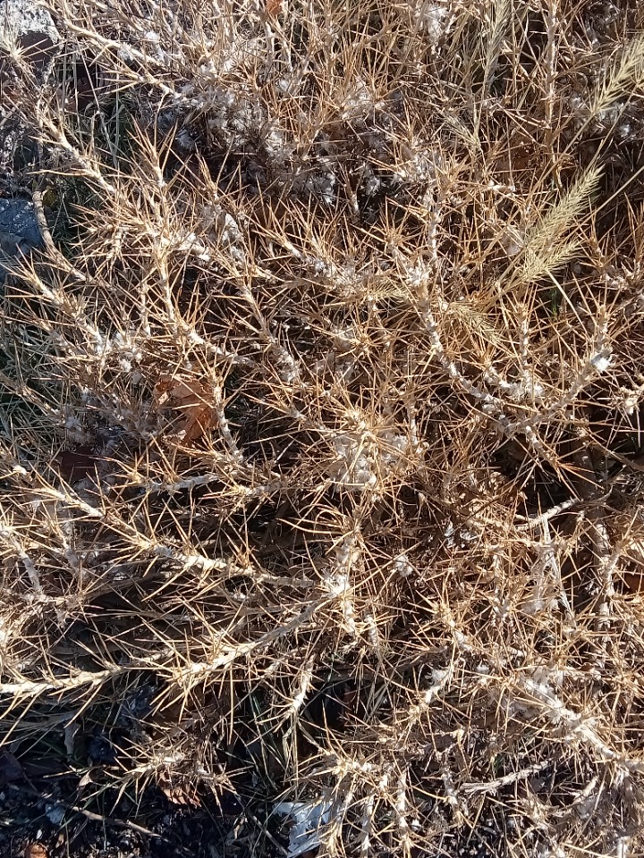 Astragalus amblolepis