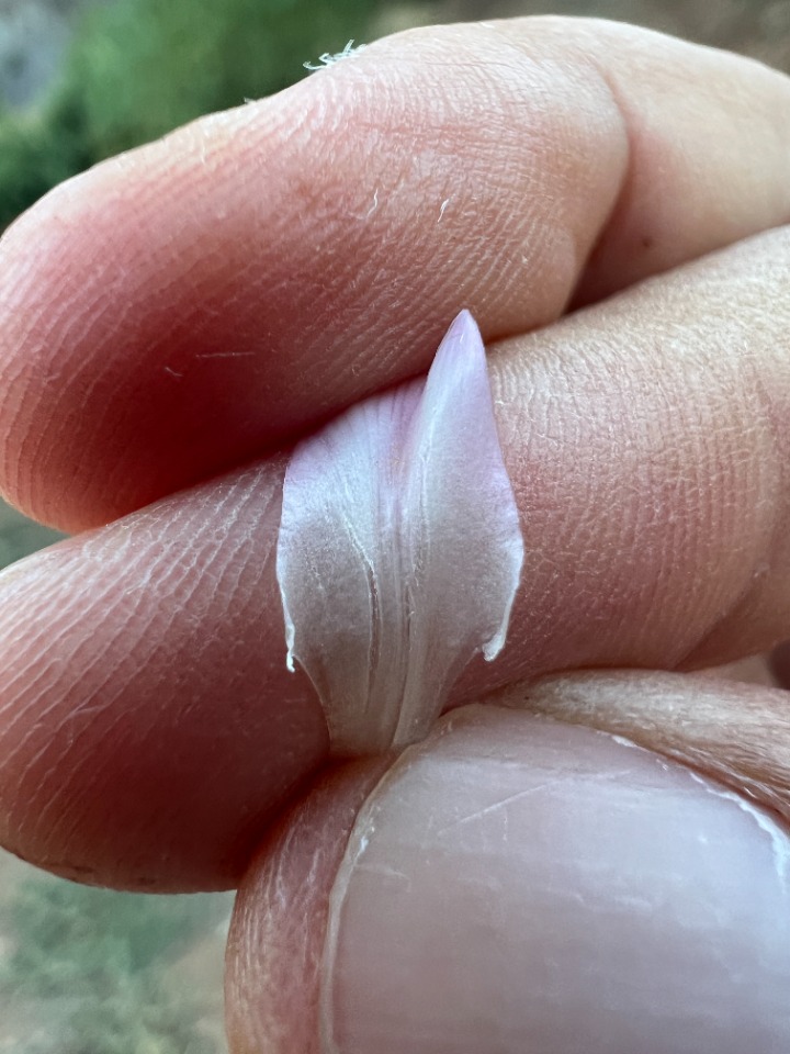 Astragalus amblolepis