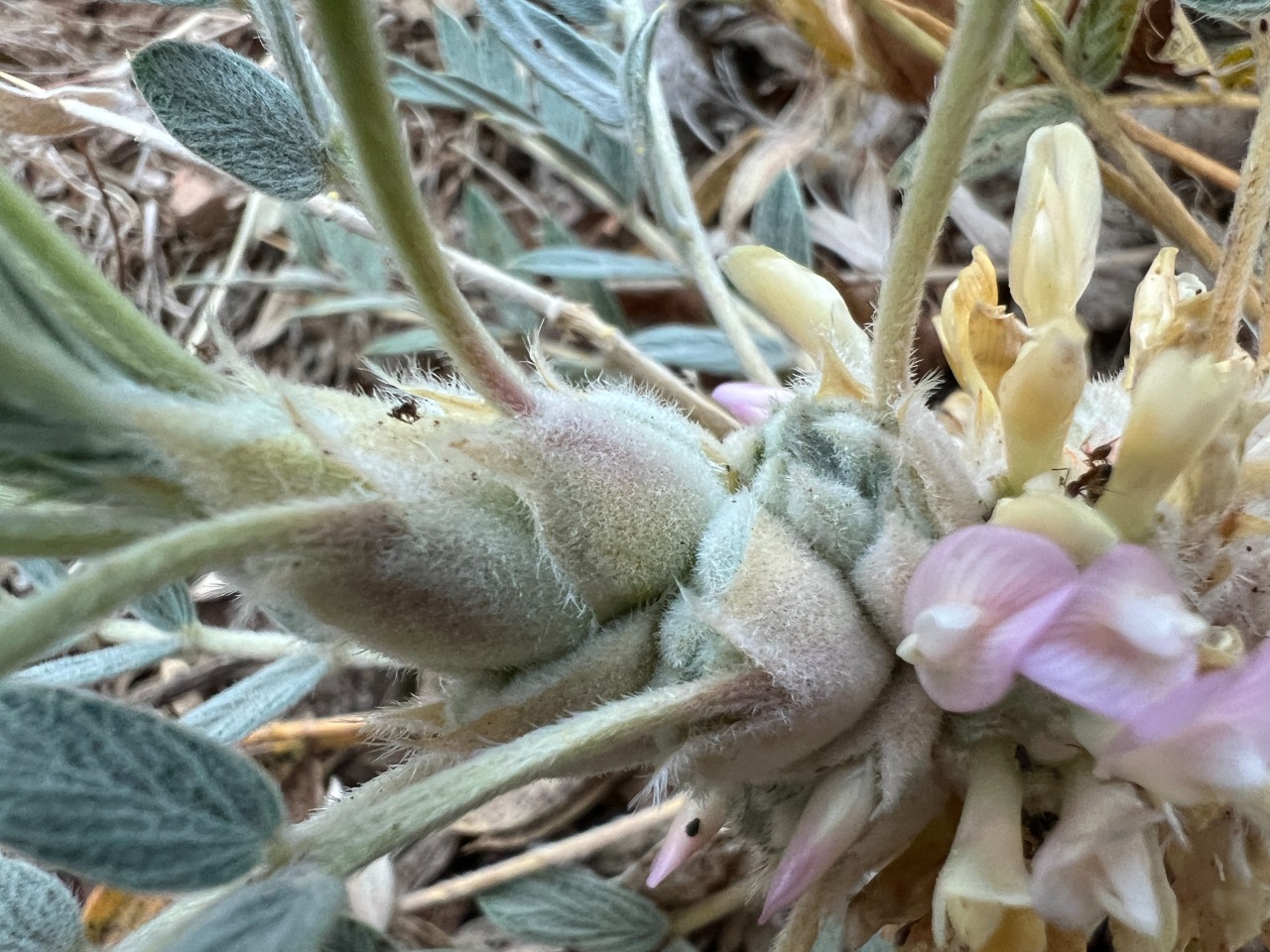 Astragalus amblolepis