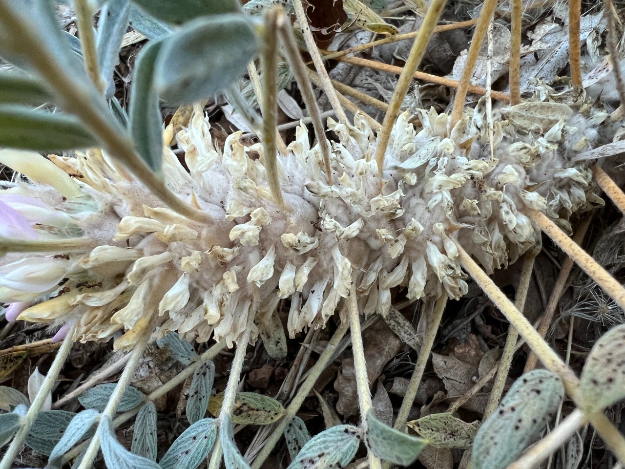 Astragalus amblolepis