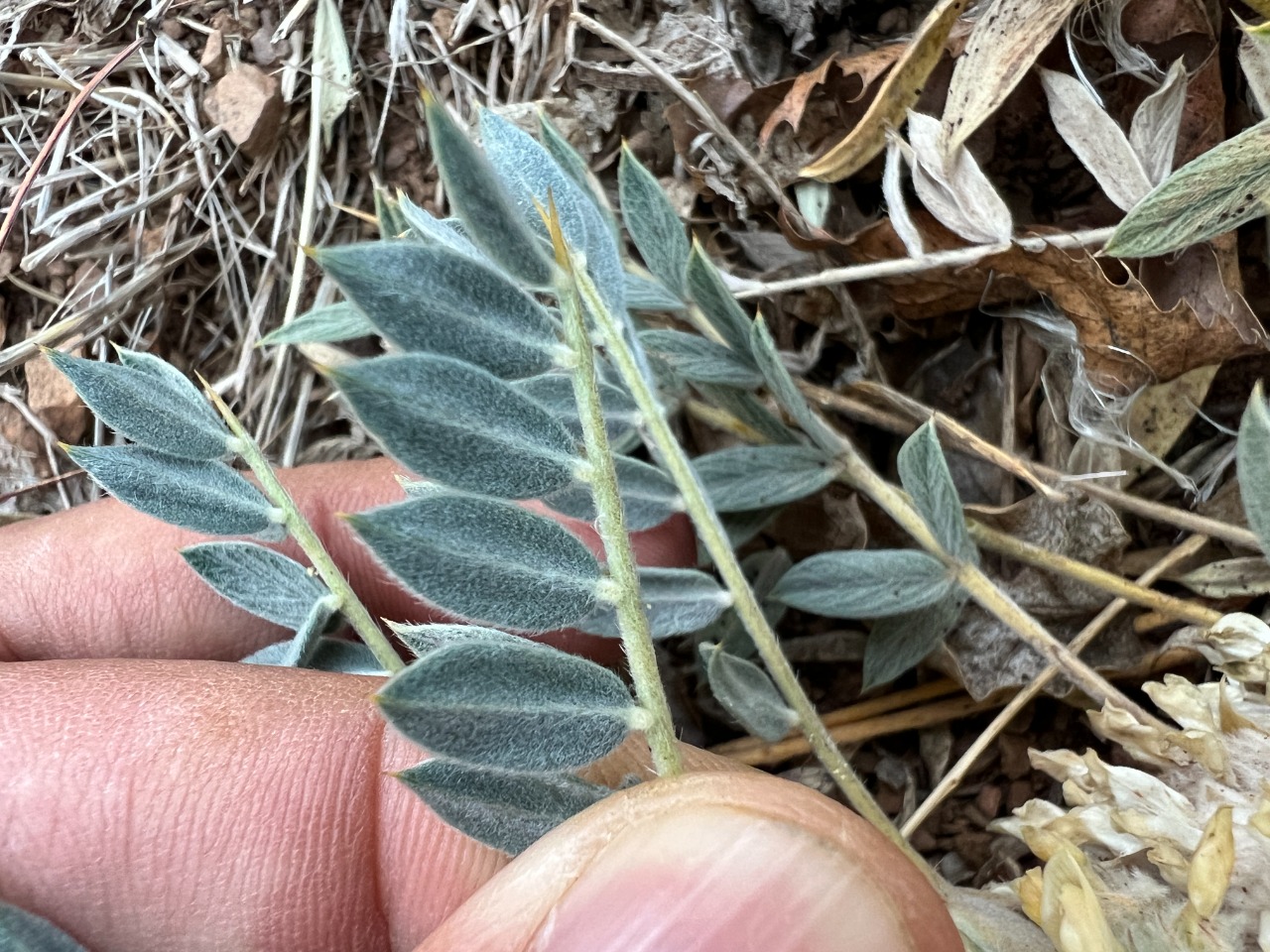 Astragalus amblolepis