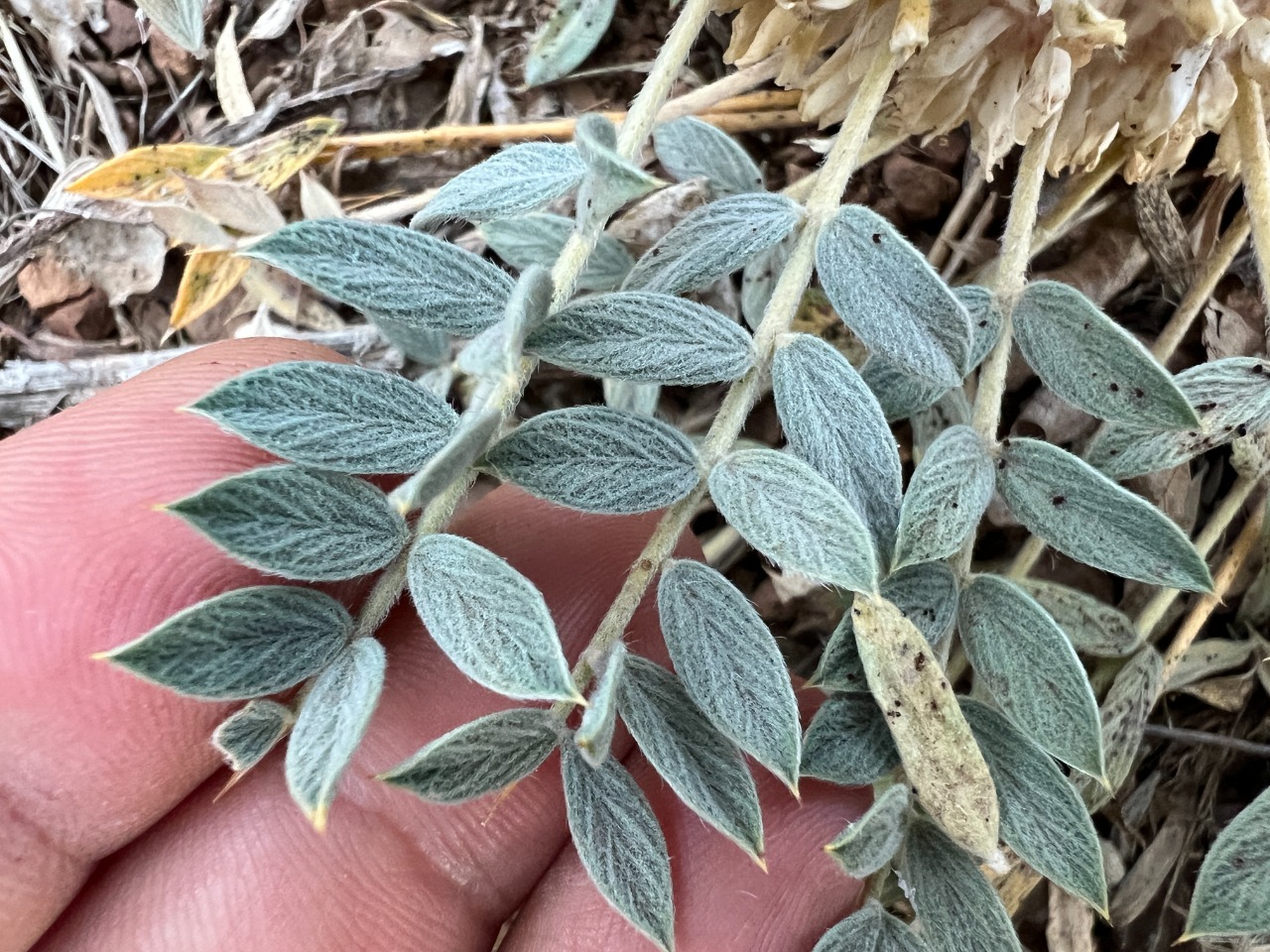 Astragalus amblolepis