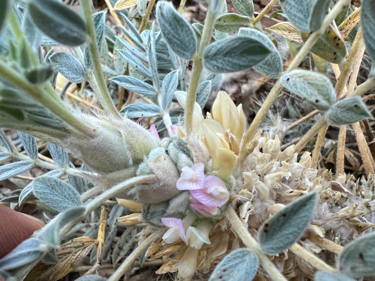 Astragalus amblolepis