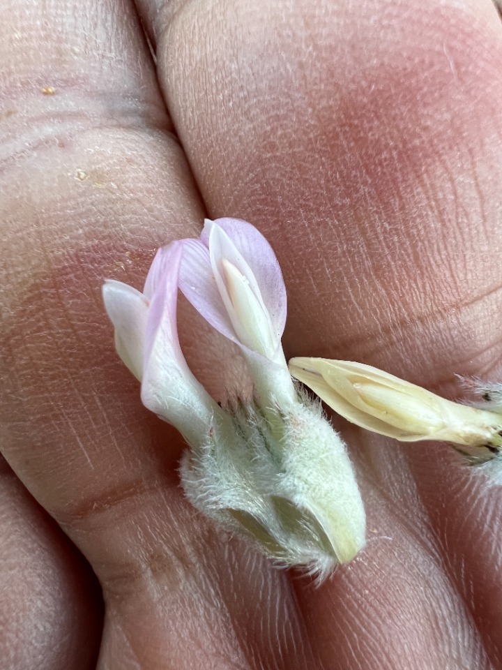 Astragalus amblolepis