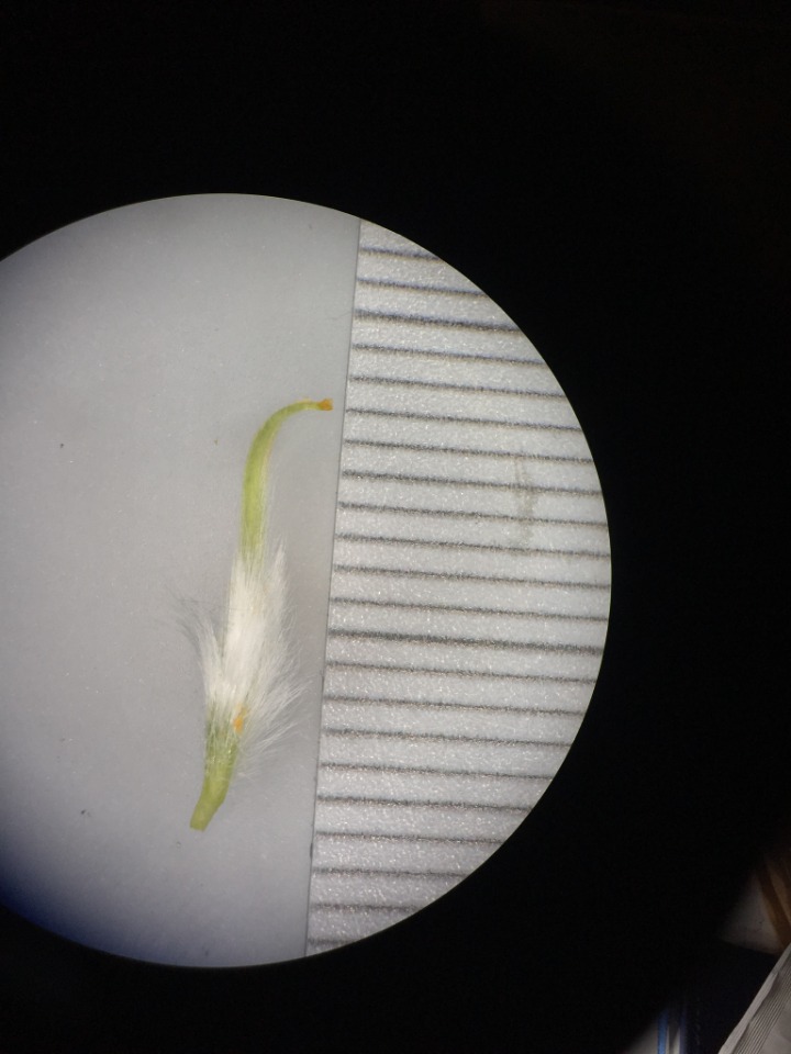 Astragalus trichostigma
