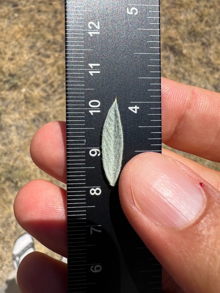 Astragalus micropterus