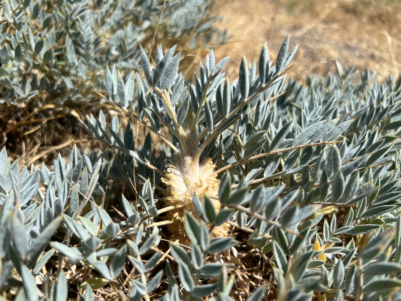 Astragalus micropterus