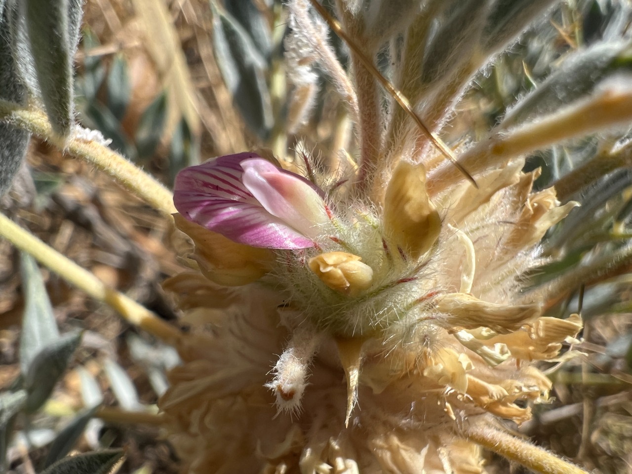 Astragalus micropterus