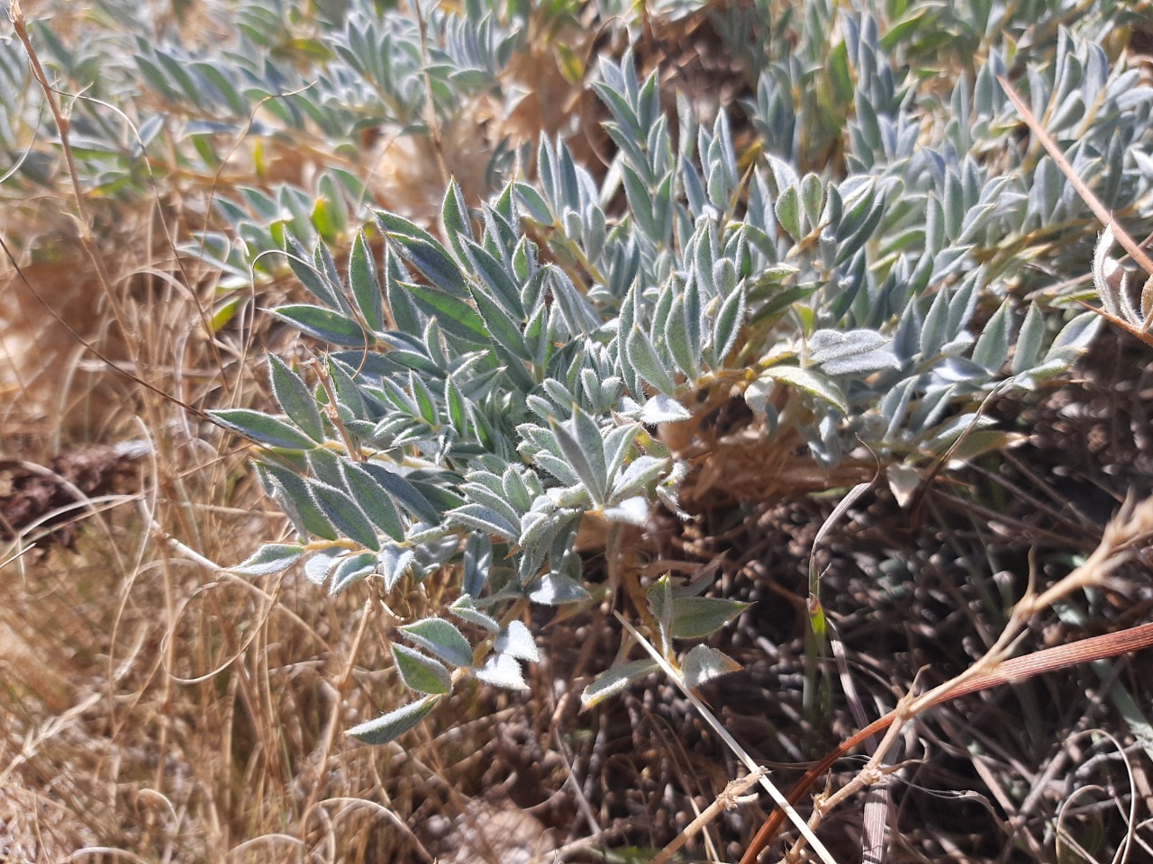 Astragalus micropterus