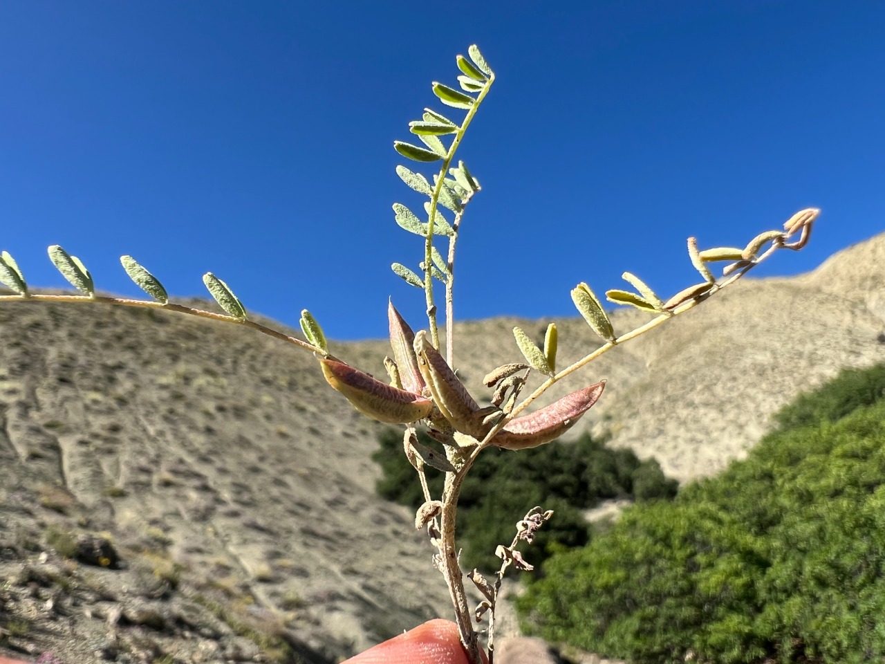 Astragalus oxyglottis