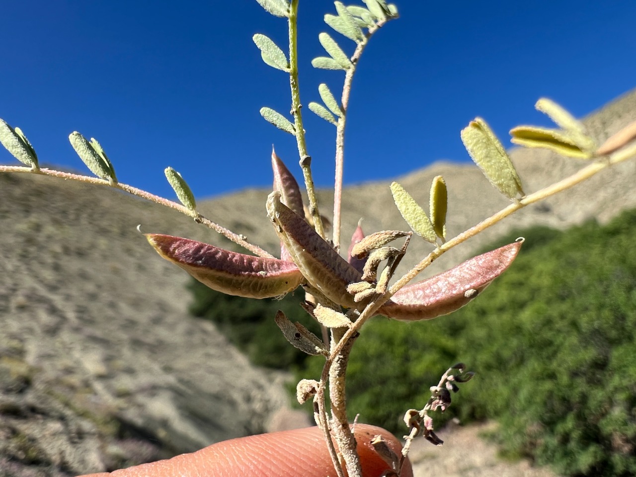 Astragalus oxyglottis