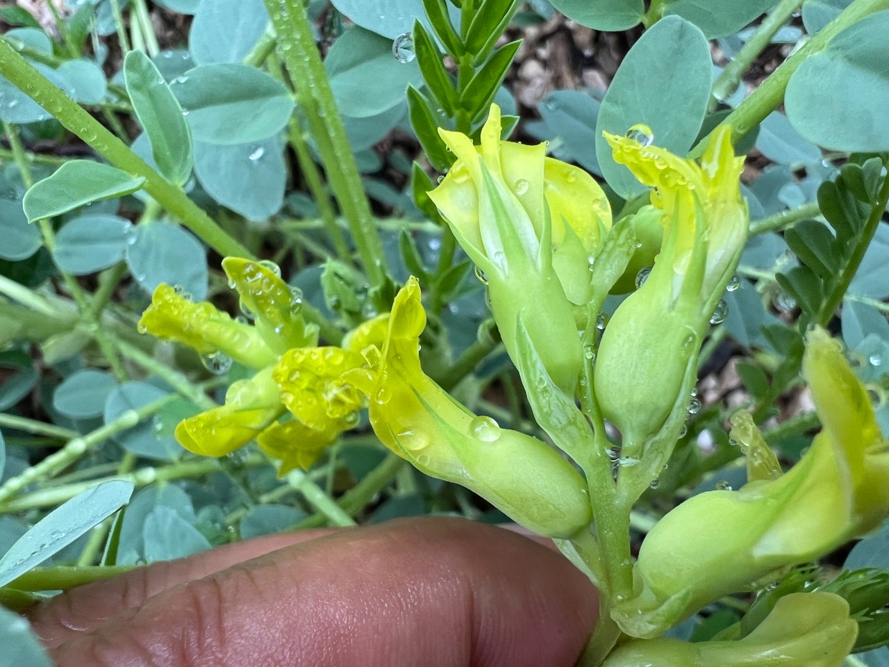 Astragalus aegobromus