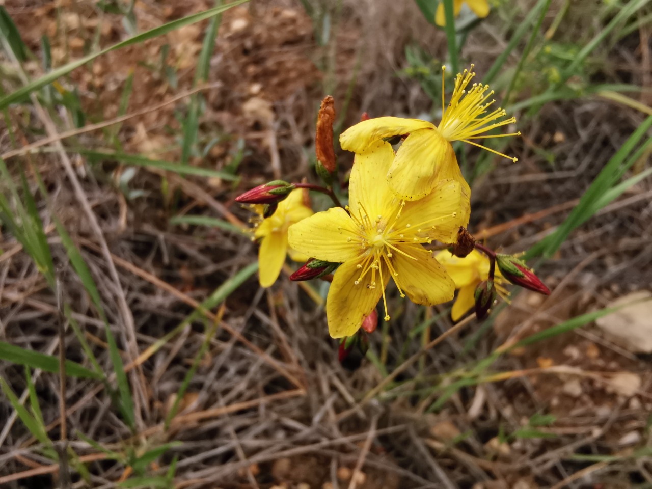 Hypericum bourgaei