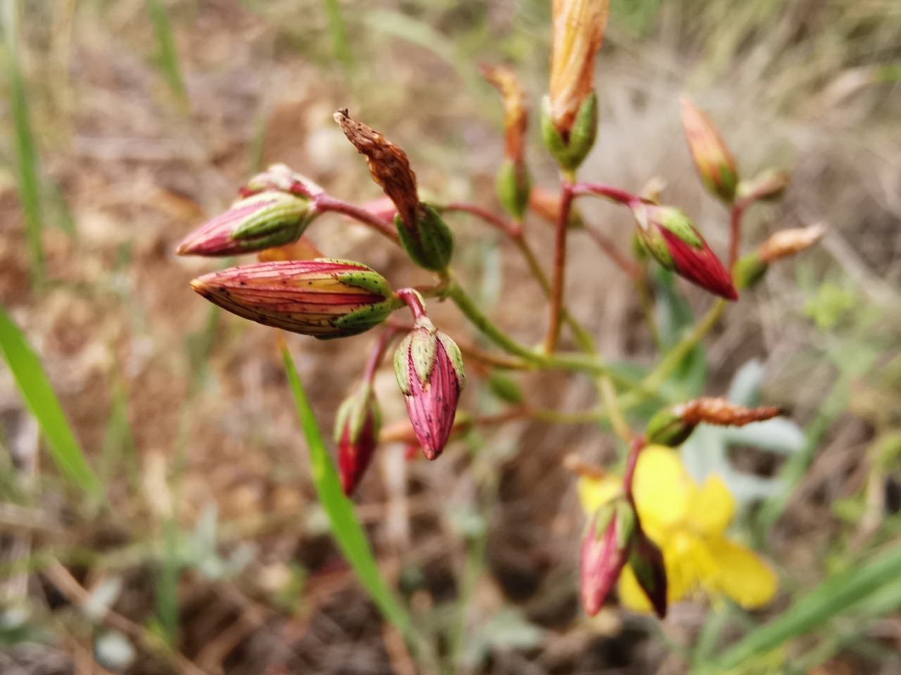 Hypericum bourgaei