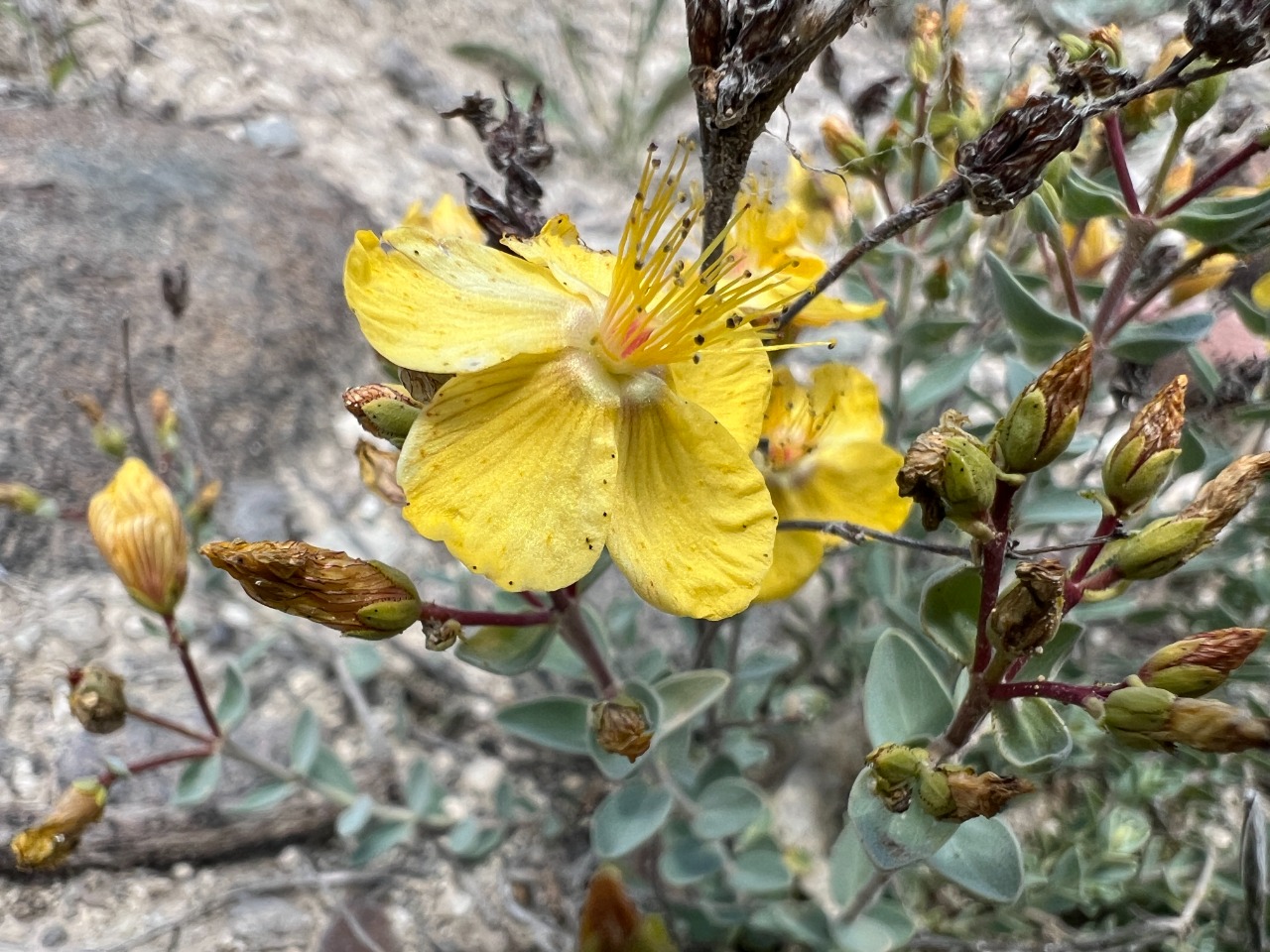 Hypericum origanifolium