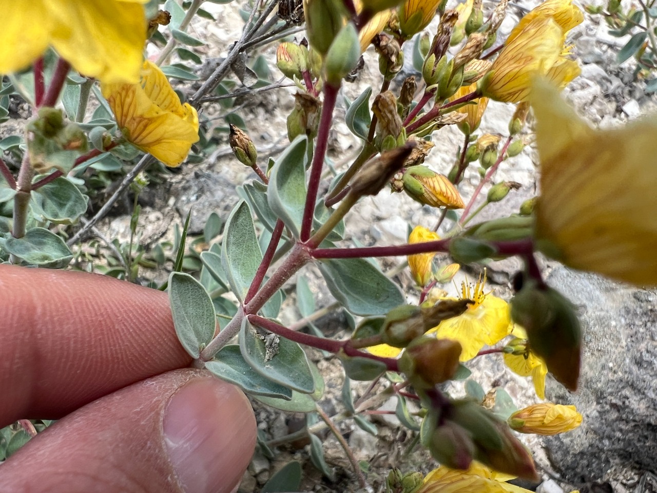 Hypericum origanifolium