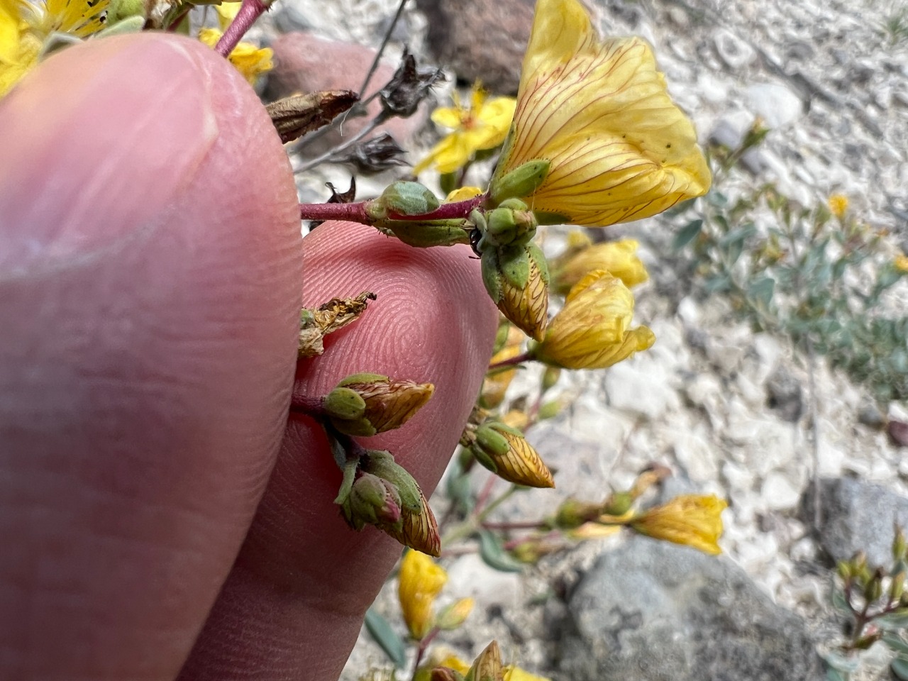 Hypericum origanifolium