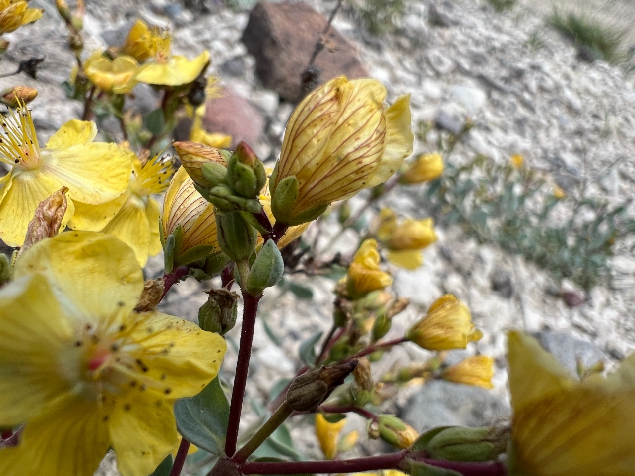 Hypericum origanifolium
