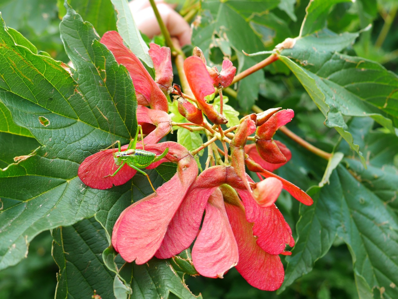 Acer heldreichii subsp. trautvetteri