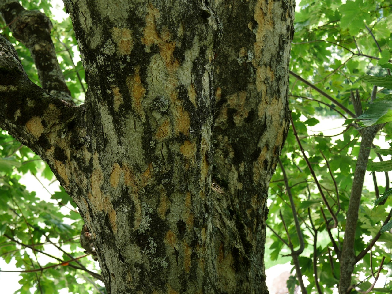 Acer heldreichii subsp. trautvetteri