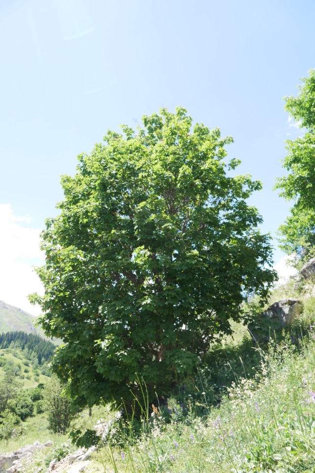 Acer heldreichii subsp. trautvetteri