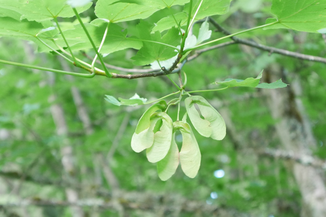 Acer heldreichii subsp. trautvetteri