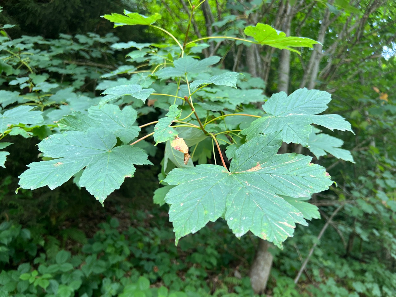 Acer heldreichii subsp. trautvetteri