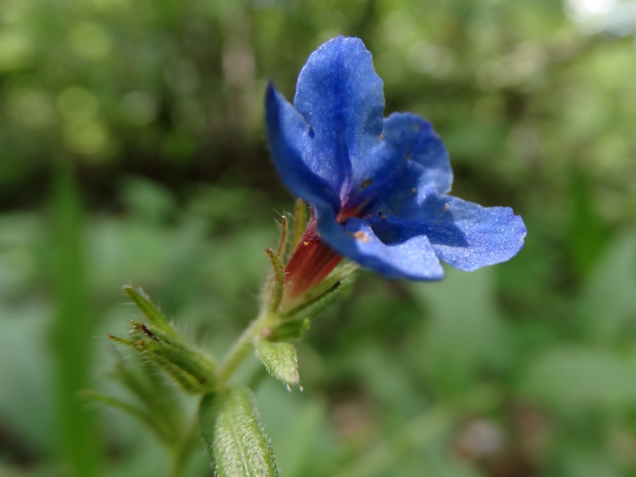 Aegonychon purpurocaeruleum