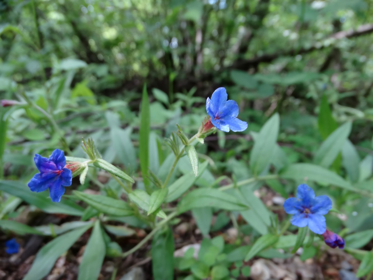 Aegonychon purpurocaeruleum