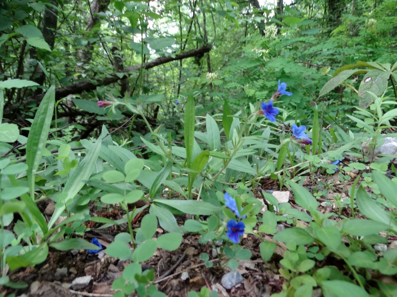 Aegonychon purpurocaeruleum