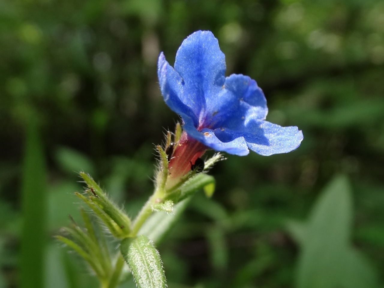 Aegonychon purpurocaeruleum