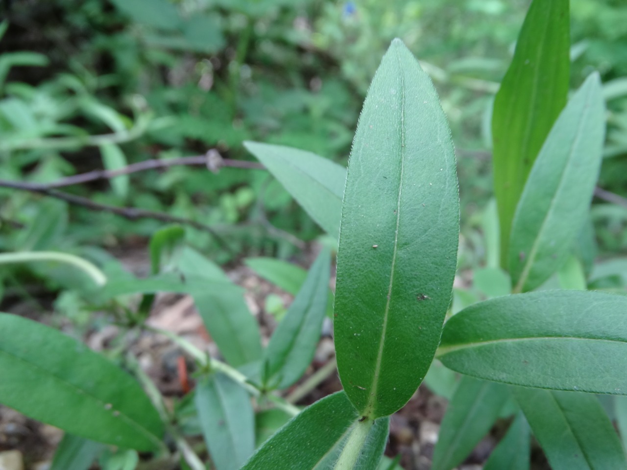 Aegonychon purpurocaeruleum