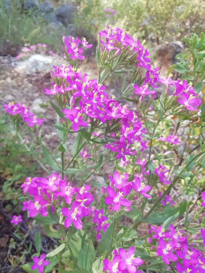 Centaurium erythraea