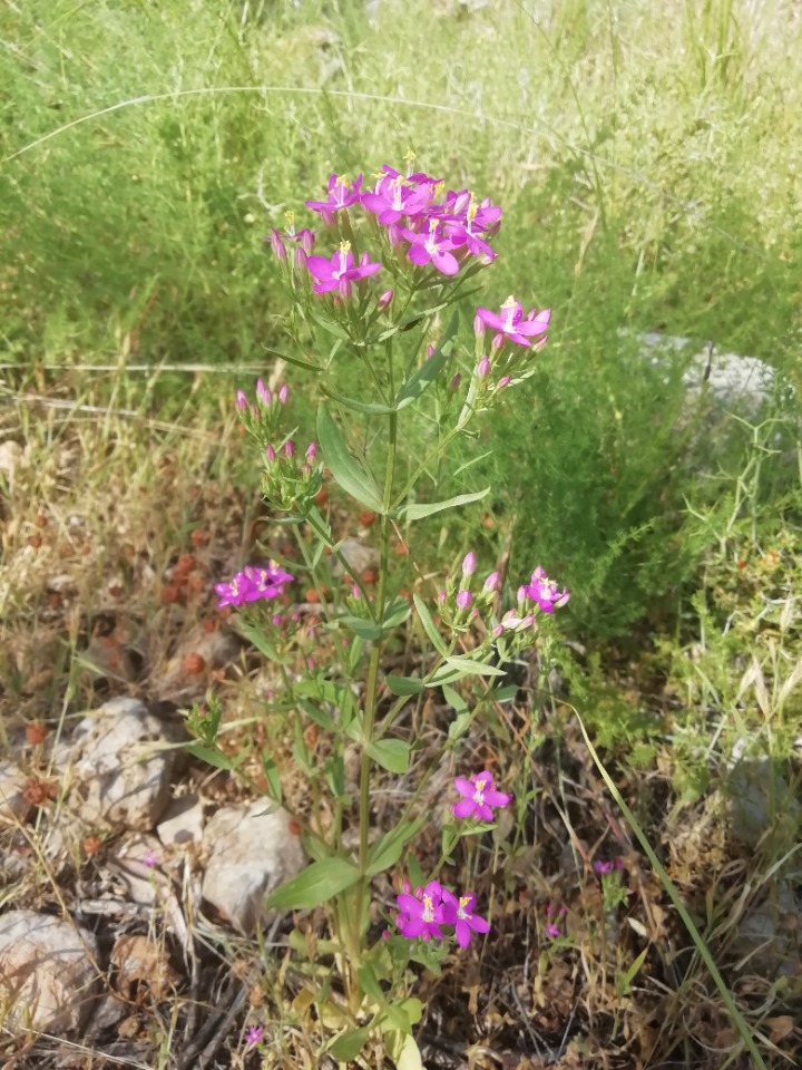 Centaurium erythraea