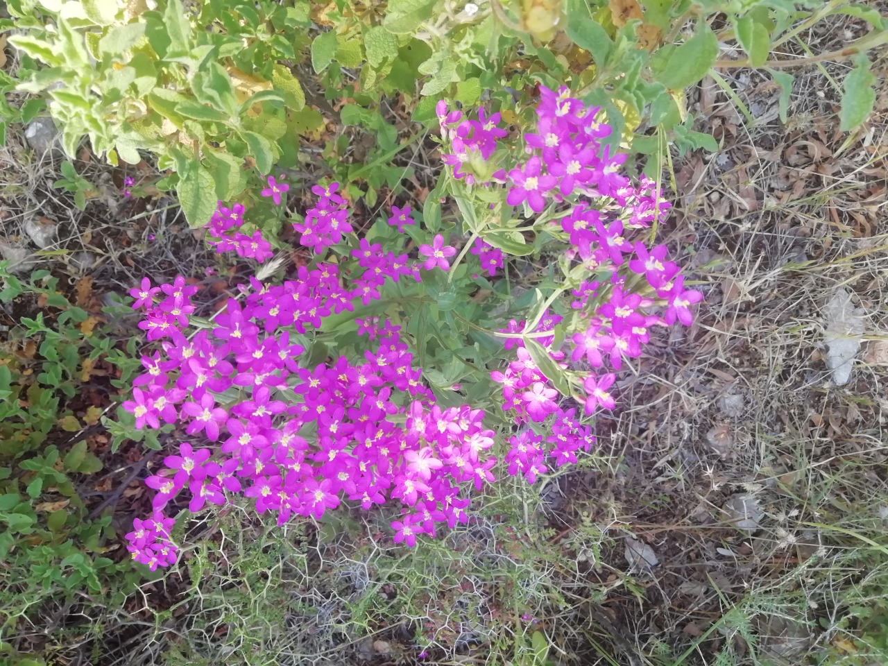 Centaurium erythraea