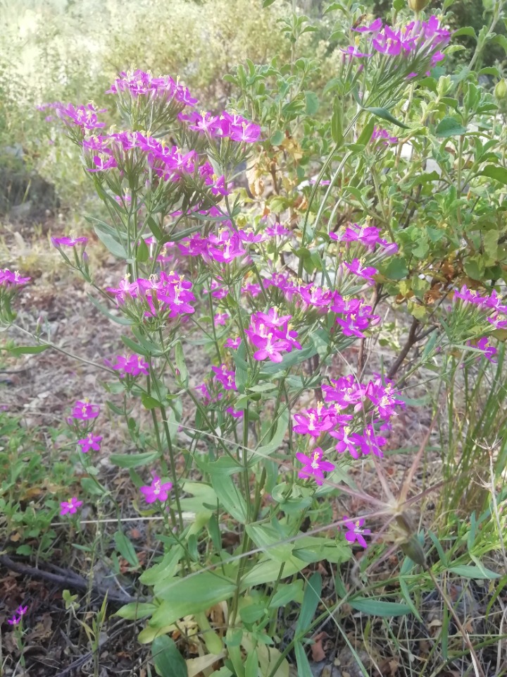 Centaurium erythraea