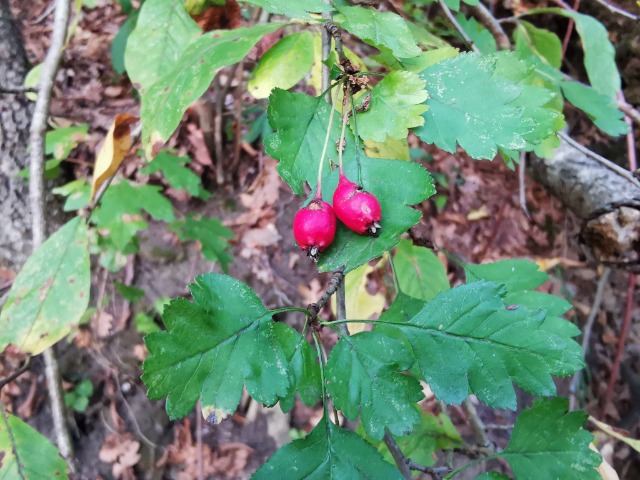 Crataegus microphylla