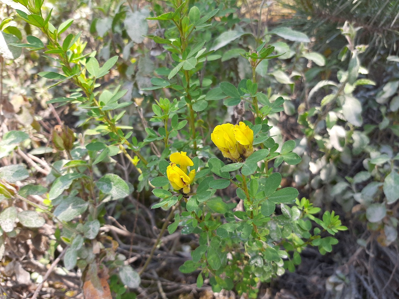 Cytisus hirsutus