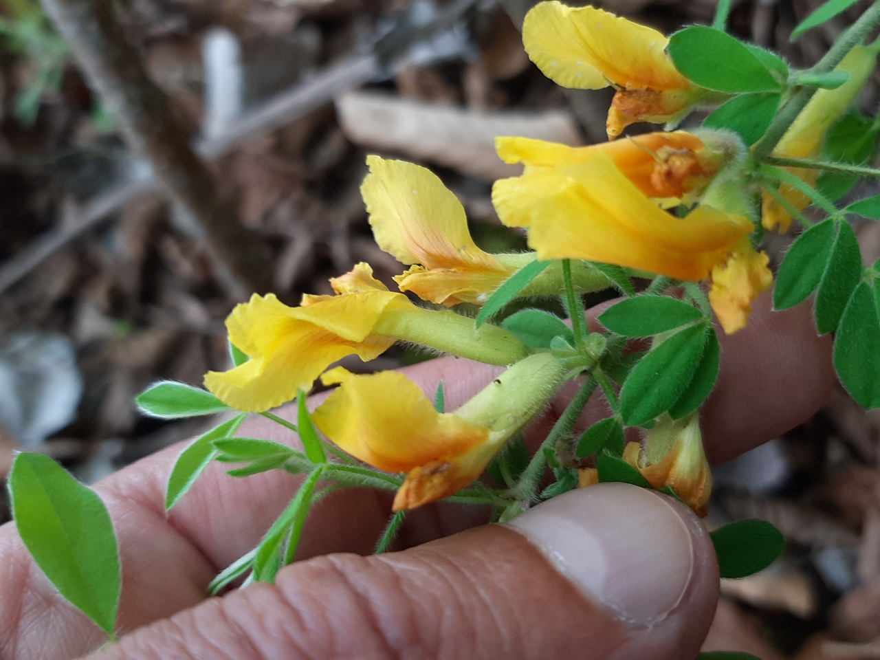 Cytisus hirsutus