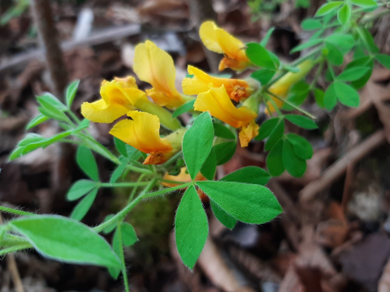 Cytisus hirsutus