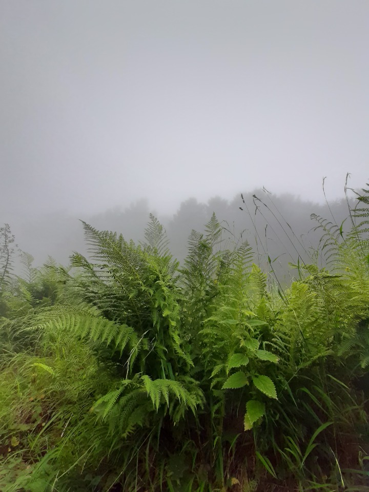 Dryopteris filix-mas